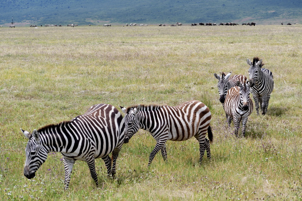 Ngorongoro Crater